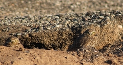 Athene cunicularia hypugaea