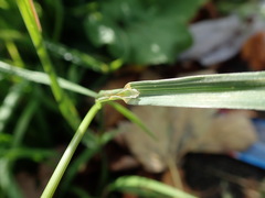 Bromus catharticus