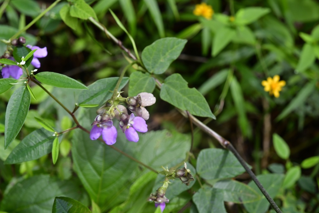 Phaseolus microcarpus; photograph (c) Neptalí Ramírez Marcial, some rights reserved (CC BY)