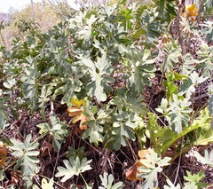 Thaumatophyllum saxicola