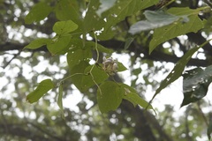 Ramirezella penduliflora