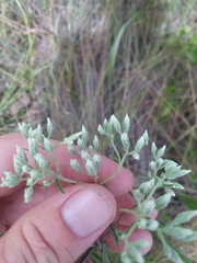Eupatorium leucolepis