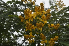 Senna nicaraguensis