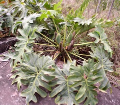 Thaumatophyllum saxicola