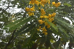 Senna nicaraguensis