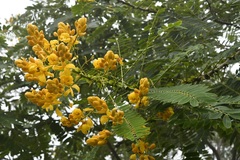 Senna nicaraguensis