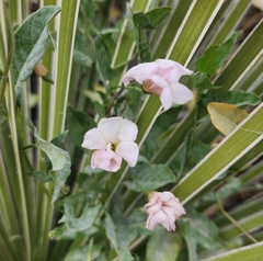 Convolvulus equitans