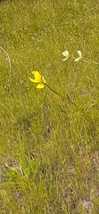 Moraea bellendenii