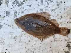 Paralichthys lethostigma