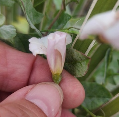 Convolvulus equitans