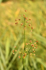 Juncus subnodulosus