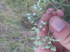 Eupatorium leucolepis
