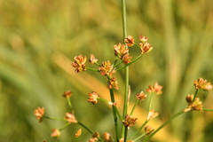 Juncus subnodulosus