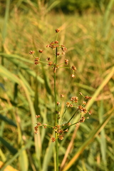 Juncus subnodulosus