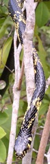 Spilotes pullatus