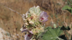 Malacothamnus enigmaticus