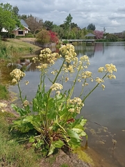 Senecio bonariensis