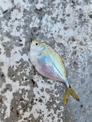 Chloroscombrus chrysurus