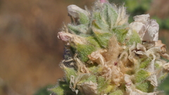 Malacothamnus enigmaticus