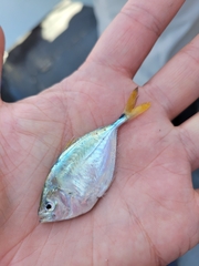 Chloroscombrus chrysurus