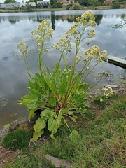 Senecio bonariensis