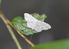Scopula umbilicata
