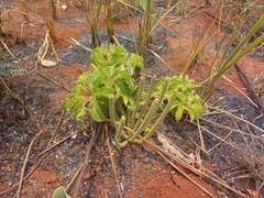 Cussonia corbisieri