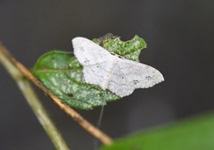 Scopula umbilicata