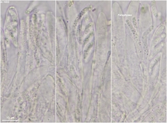 Phaeohelotium carneum