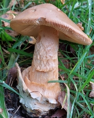 Amanita crocea