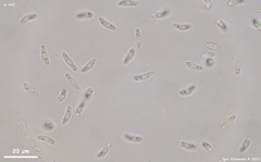 Phaeohelotium carneum