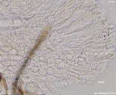 Phaeohelotium carneum