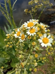 Senecio bonariensis