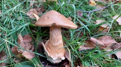 Amanita crocea