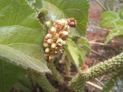Cussonia corbisieri
