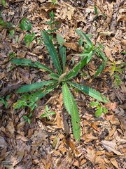 Cirsium horridulum