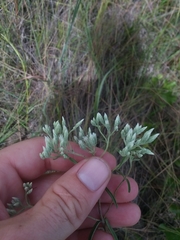 Eupatorium leucolepis