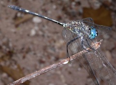 Dythemis nigra
