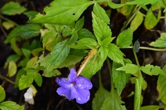 Achimenes longiflora