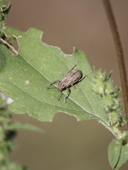 Naupactus peregrinus