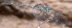 Dythemis nigra