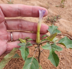 Datura quercifolia
