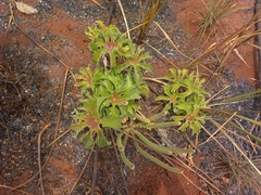 Cussonia corbisieri