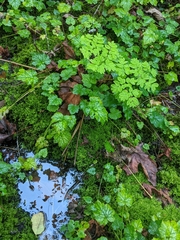 Corydalis scouleri