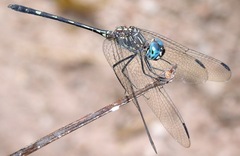 Dythemis nigra