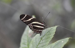Heliconius charithonia vazquezae