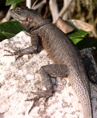 Tropidurus
