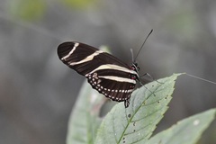 Heliconius charithonia vazquezae