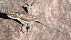 Tropidurus semitaeniatus