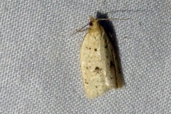 Clepsis anderslaneyii